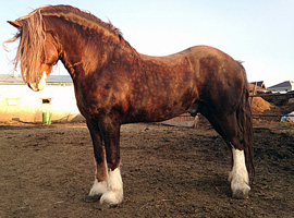 Купить лошадей Владимирской породы